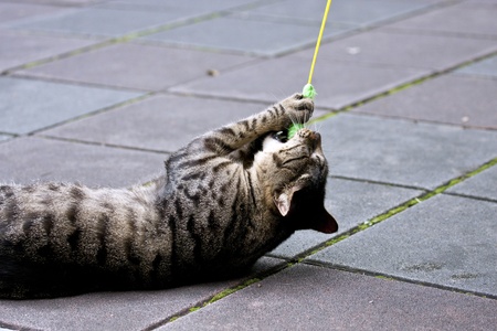 beautiful hurt cat grey with black stripes play with plantの写真素材