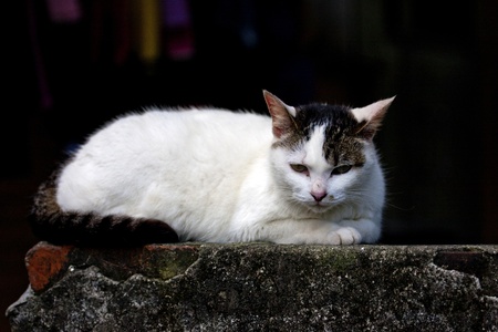 protrait of cat white with black stripes looking aheadの写真素材