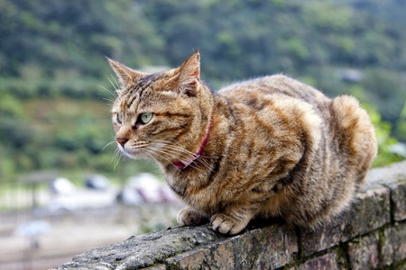 protrait of cat brown with black stripes looking ahead