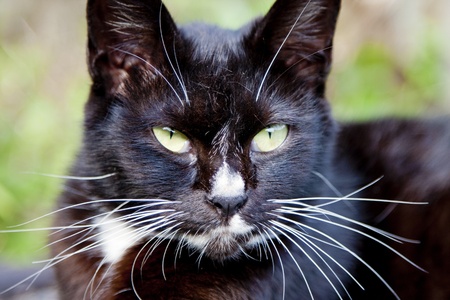 portrait of a cute black cat looking aheadの写真素材