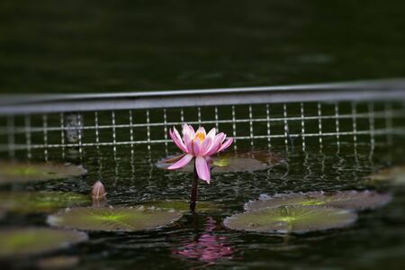 beautiful bloom lotus in summerの写真素材