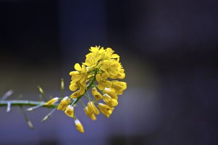 beautiful view of a group yellow flowers in springの写真素材