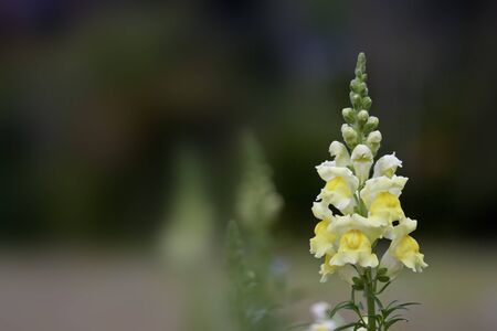 beautiful scenic of yellow flora in springの写真素材