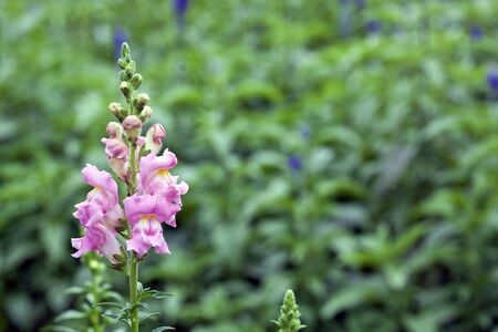 beautiful scenic of colorful flora in springの写真素材
