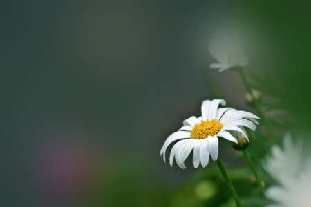 beautiful scenic of a white flora Daisies in springの写真素材