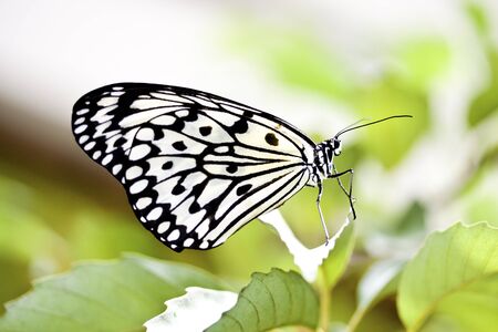 macro view of butterfly Idea leuconoe clara in summerの写真素材