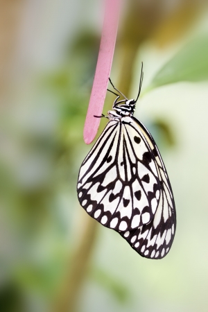 macro view of butterfly Idea leuconoe clara in summerの写真素材