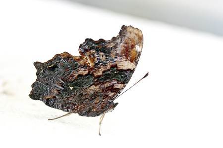 macro view of butterfly Kaniska canace drilon  in summer