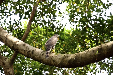 crested goshawk on tree looking for food in spring