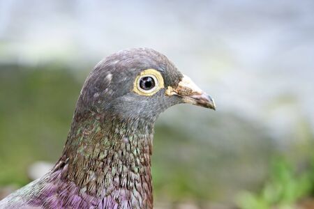 macro view of a pigeonの写真素材