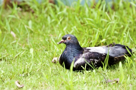 macro view of a pigeon standing on ground in springの写真素材