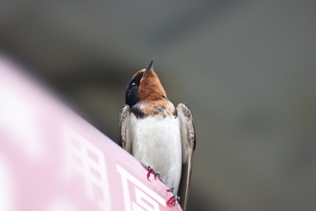 macro view of a cute swallow migrate in Taiwanの写真素材