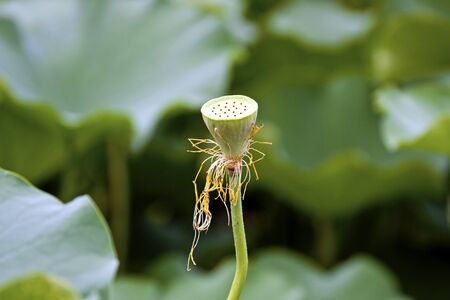 Lotus seeds Species flower in summerの写真素材