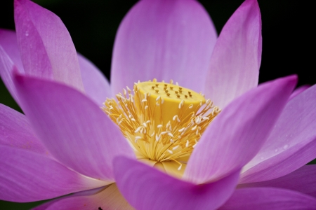 lotus blossoms or water lily flowers blooming on pondの写真素材