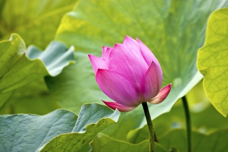 lotus blossoms or water lily flowers blooming on pondの写真素材