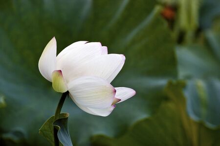 lotus blossoms or water lily flowers blooming on pondの写真素材