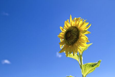 Beautiful landscape with sunflower field over cloudy blue sky and bright sun lightsの写真素材