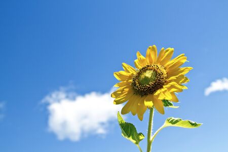 Beautiful landscape with sunflower field over cloudy blue sky and bright sun lightsの写真素材