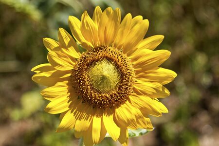 Beautiful fresh yellow Sunflower with petals closeupの写真素材
