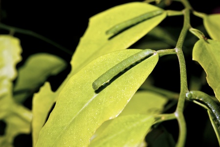 macro shot of butterfly larva on leaf in summerの写真素材
