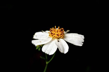 beautiful view of white flora Bidens in springの写真素材