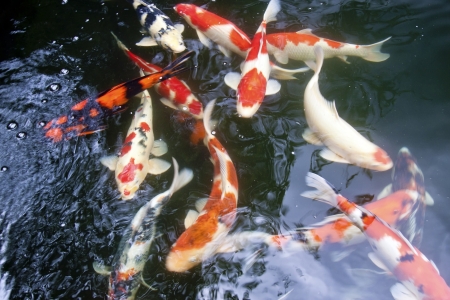 red koi, Japanese carp fishes in zen pond waiting for foodの写真素材