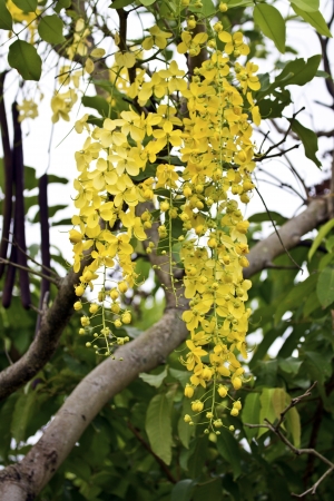 golden shower tree flowers in summerの写真素材