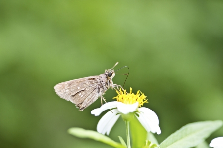 macro view of butterfly Silver-spotted Skipper in summerの写真素材