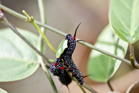 macro view of butterfly larva on leaf in summerの写真素材