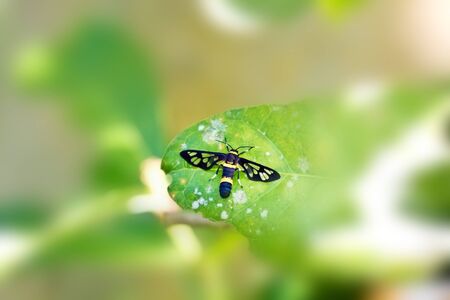 macro view of moth in summerの写真素材