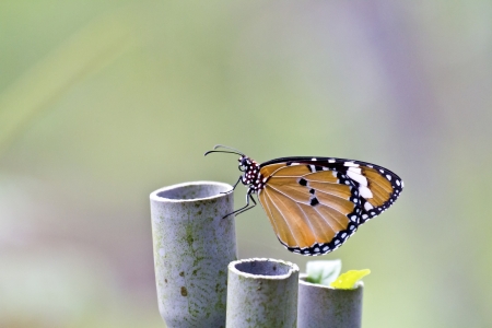 macro view of butterfly in summerの写真素材
