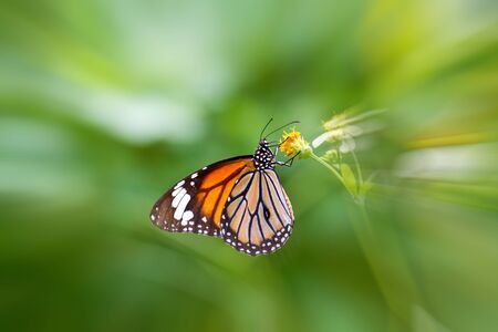 macro view of butterfly in summerの写真素材