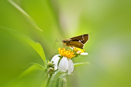 macro view of butterfly Silver-spotted Skipper in summerの写真素材