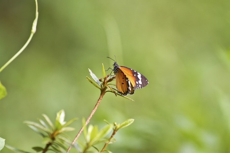 macro view of butterfly in summerの写真素材