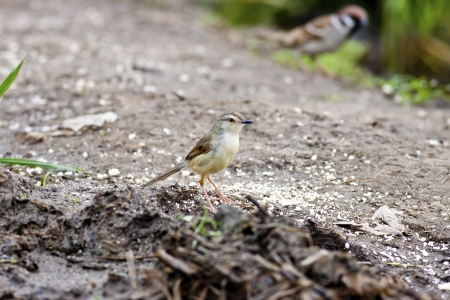 Tawny-flanked Prinia in habitatの写真素材