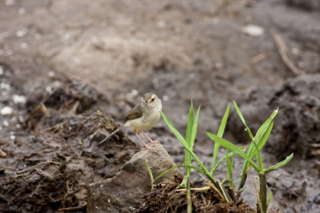 Tawny-flanked Prinia in habitatの写真素材