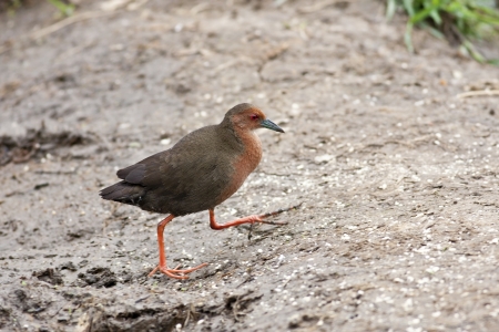 Ruddy-breasted Crake in habitat