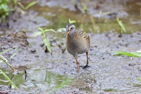 Water Rail in natural habitatの写真素材