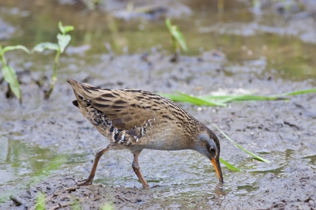 Water Rail in natural habitatの写真素材