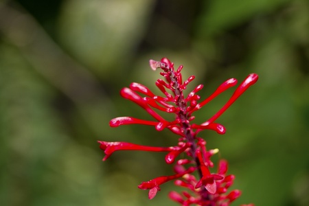 beautiful shot of colorful flora in summerの写真素材