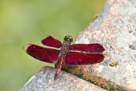 macro shot of a red dragonfly stay on branch in summerの写真素材