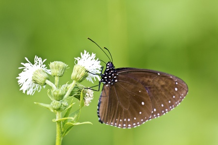 beautiful view of a butterfly attract honey on flower in summerの写真素材