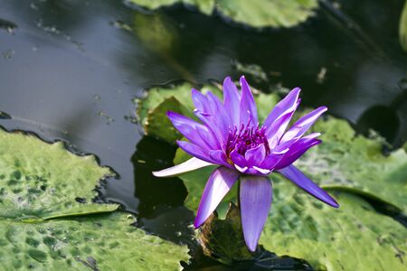 beautiful water lilly on pondの写真素材