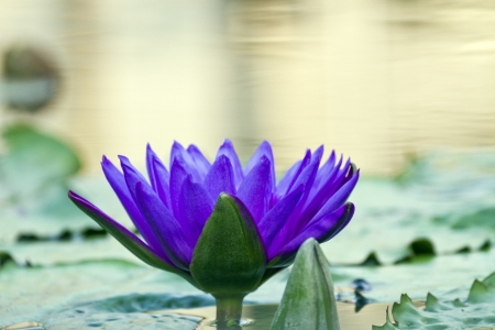 beautiful water lilly on pondの写真素材