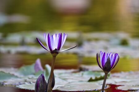 beautiful water lilly on pondの写真素材