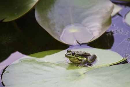green pond frog rest on lotus leaf in pondの写真素材