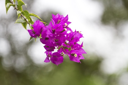 beautiful color flowers bloom in autumn,Bougainvillea