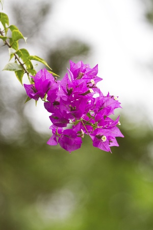 beautiful color flowers bloom in autumn,Bougainvilleaの写真素材