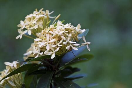 Jungle geranium (Ixora coccinea). Close-up. yellow color.の写真素材