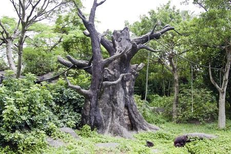 Landscaped Formal Garden. Park with big old tree.の写真素材